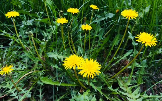 Loại cỏ dại nhưng được coi là “nữ hoàng thảo dược”, pha nước uống có loạt công dụng khiến nhiều người bất ngờ- Ảnh 1. Loại cỏ dại nhưng được coi là “nữ hoàng thảo dược”, pha nước uống có loạt công dụng khiến nhiều người bất ngờ- Ảnh 1.