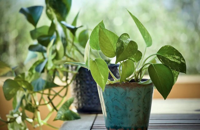 3 loại c&acirc;y n&ecirc;n trồng trong nh&agrave; ngay m&ugrave;a xu&acirc;n n&agrave;y - Ảnh 2.