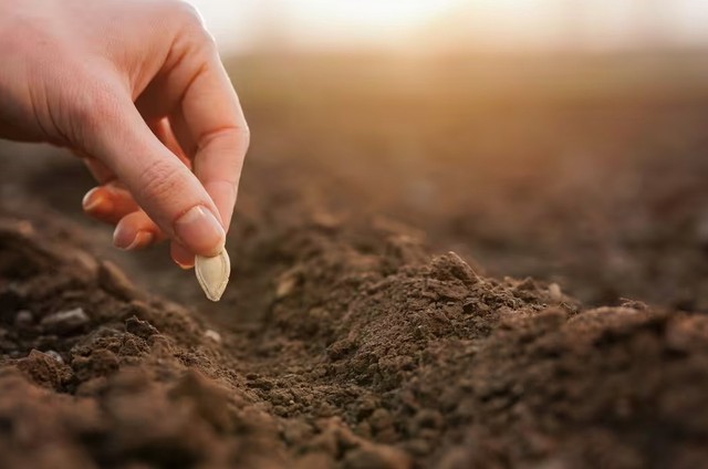 5 loại cây nên được gieo trồng ngay bây giờ- Ảnh 1. 5 loại cây nên được gieo trồng ngay bây giờ- Ảnh 1.