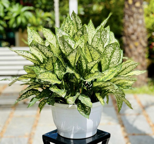 3 loại c&acirc;y cảnh quen thuộc kh&ocirc;ng n&ecirc;n trồng trong nh&agrave;- Ảnh 1.