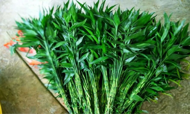 3 loại c&acirc;y n&ecirc;n đặt trong nh&agrave; năm B&iacute;nh Ngọ- Ảnh 3.