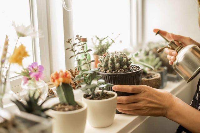3 loại cây không nên đặt ở phòng ngủ "trong năm mang năng lượng Hỏa mạnh" Bính Ngọ- Ảnh 1. 3 loại cây không nên đặt ở phòng ngủ "trong năm mang năng lượng Hỏa mạnh" Bính Ngọ- Ảnh 1.