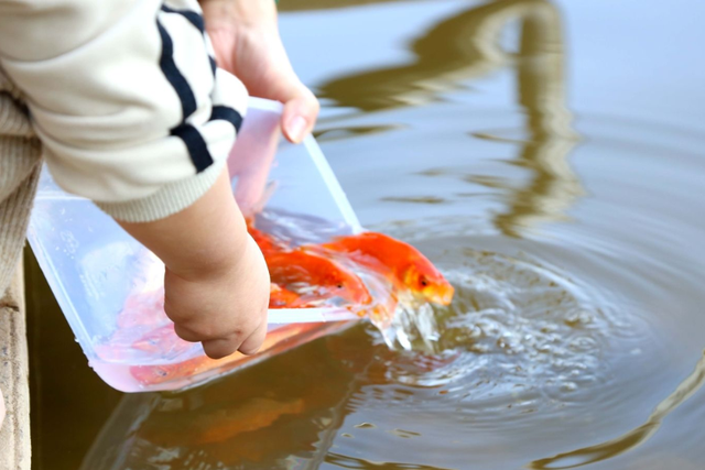 C&aacute;ch thả c&aacute; tiễn &ocirc;ng C&ocirc;ng &ocirc;ng T&aacute;o tr&ograve;n vẹn gi&aacute; trị, ngh&ecirc;nh t&agrave;i lộc- Ảnh 1.