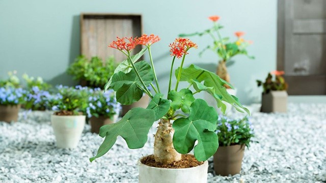 4 loại c&acirc;y tr&aacute;nh đặt trong nh&agrave; v&agrave;o năm B&iacute;nh Ngọ- Ảnh 4.