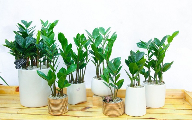 3 loại c&acirc;y n&ecirc;n c&oacute; trong nh&agrave; dịp Tết B&iacute;nh Ngọ: Phong thủy cực tốt, h&uacute;t t&agrave;i lộc - Ảnh 1.