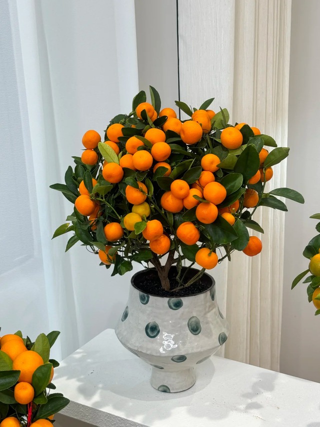 Vị trí "đại kỵ" khi đặt cây quất, cành đào ngày Tết khiến tài lộc đội nón ra đi, gia chủ nghèo đi trông thấy mà không hiểu lý do - Ảnh 2.