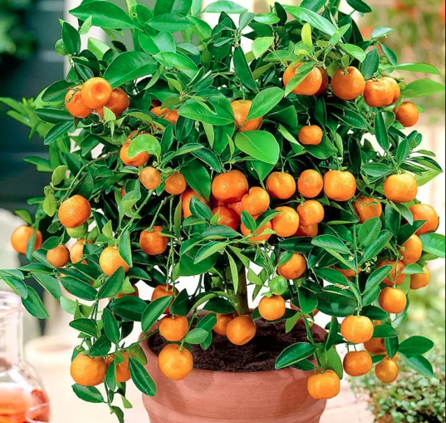 5 loại cây nhất định phải có trong nhà dịp Tết Bính Ngọ- Ảnh 1. 5 loại cây nhất định phải có trong nhà dịp Tết Bính Ngọ- Ảnh 1.