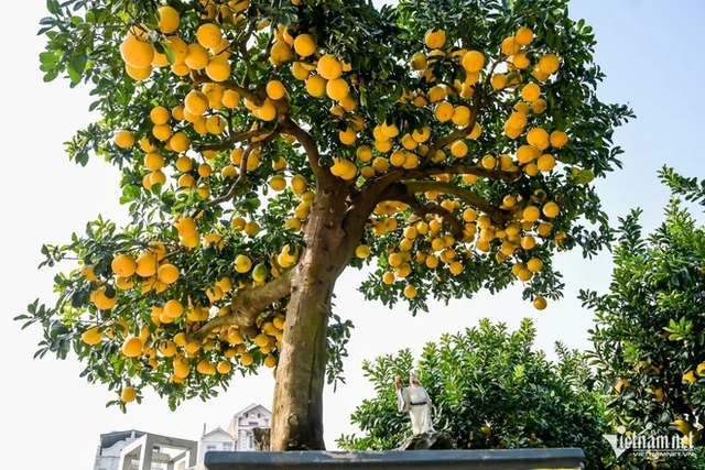 5 loại cây nhất định phải có trong nhà dịp Tết Bính Ngọ- Ảnh 2. 5 loại cây nhất định phải có trong nhà dịp Tết Bính Ngọ- Ảnh 2.