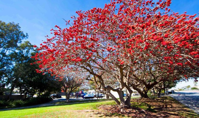 3 loại c&acirc;y trồng trong s&acirc;n nh&agrave; sẽ cản t&agrave;i lộc- Ảnh 1.