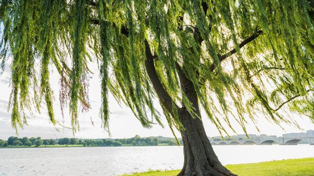 3 loại c&acirc;y trồng trong s&acirc;n nh&agrave; sẽ cản t&agrave;i lộc- Ảnh 2.