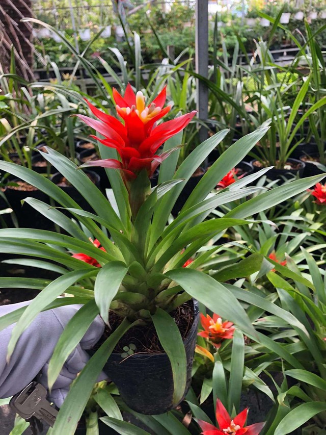 12 con gi&aacute;p trồng c&acirc;y g&igrave; trong th&aacute;ng 3 để k&iacute;ch hoạt t&agrave;i vận?- Ảnh 1.