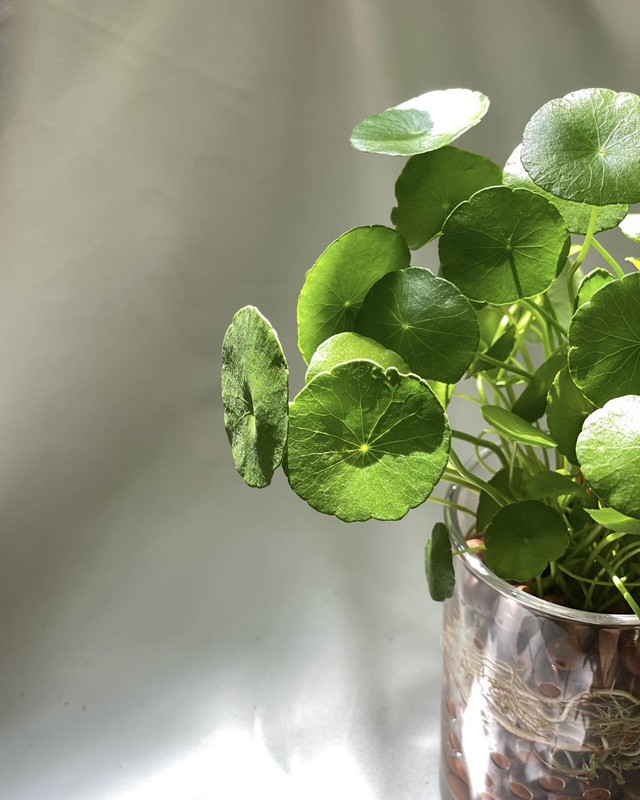 12 con gi&aacute;p trồng c&acirc;y g&igrave; trong th&aacute;ng 3 để k&iacute;ch hoạt t&agrave;i vận?- Ảnh 2.