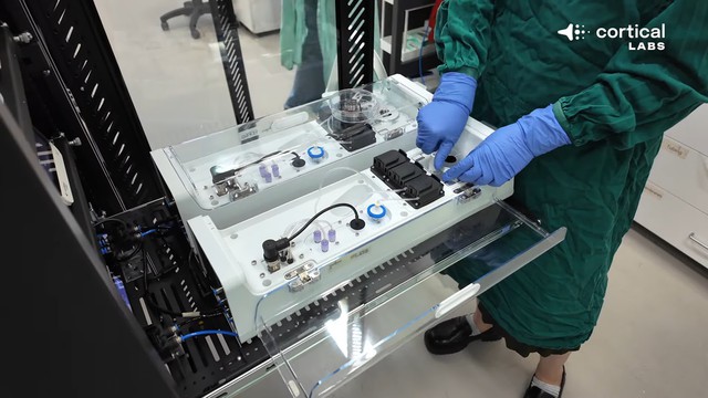 Bạn c&oacute; nhớ cụm neuron thần kinh chơi được Doom h&ocirc;m trước kh&ocirc;ng? N&oacute; sắp được gh&eacute;p th&agrave;nh trung t&acirc;m dữ liệu sinh học rồi đ&acirc;y n&agrave;y - Ảnh 1.