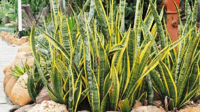 3 loại c&acirc;y trồng trong vườn nh&agrave;, rắn sợ tr&aacute;nh xa, gia chủ c&oacute; th&ecirc;m t&agrave;i lộc- Ảnh 1.