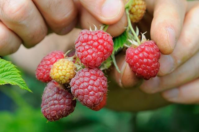 Nghi&ecirc;n cứu của Harvard k&eacute;o d&agrave;i 40 năm tiết lộ: &ldquo;Thuốc tốt nhất&rdquo; kh&ocirc;ng nằm trong hiệu thuốc, m&agrave; ở ngay&hellip; chợ - Ảnh 1.