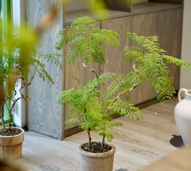 4 c&acirc;y trồng trước cửa "h&uacute;t t&agrave;i lộc" mạnh hơn cả kim tiền, nh&agrave; gi&agrave;u Trung Quốc &acirc;m thầm trồng từ l&acirc;u- Ảnh 5.