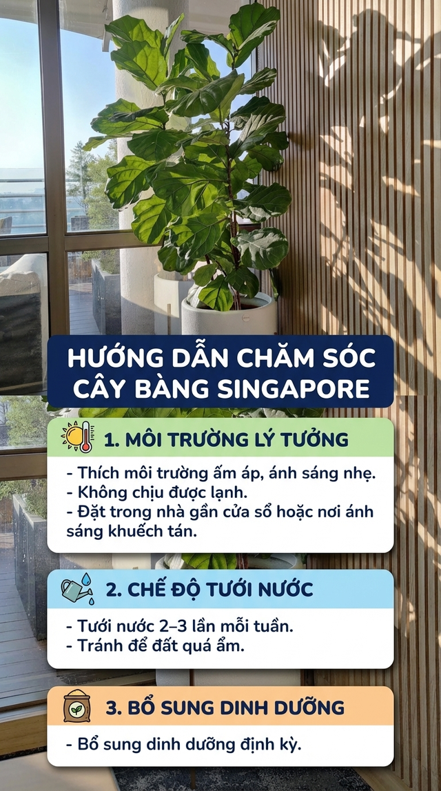 3 loại c&acirc;y "h&uacute;t" t&agrave;i lộc v&agrave; may mắn, rất n&ecirc;n trồng trong nh&agrave; - Ảnh 2.