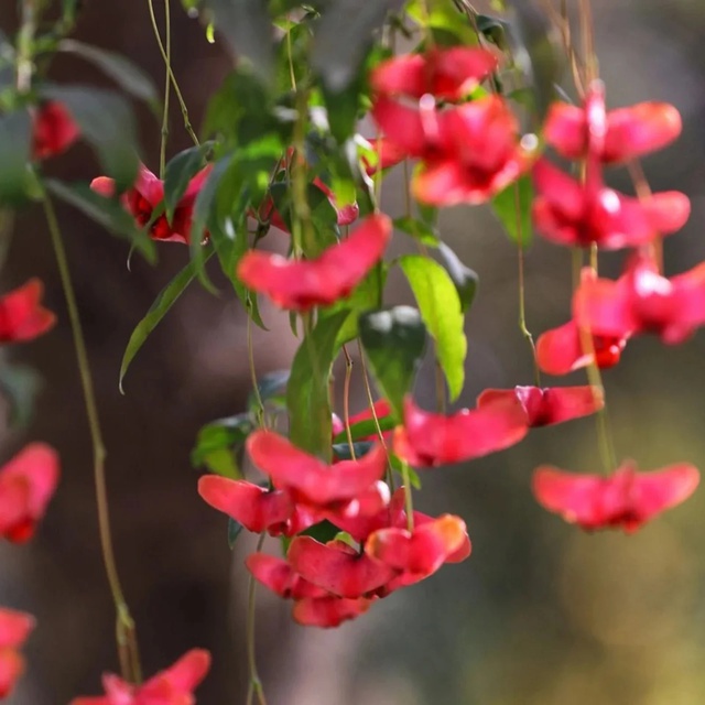 4 c&acirc;y trồng trước cửa "h&uacute;t t&agrave;i lộc" mạnh hơn cả kim tiền, nh&agrave; gi&agrave;u Trung Quốc &acirc;m thầm trồng từ l&acirc;u- Ảnh 1.