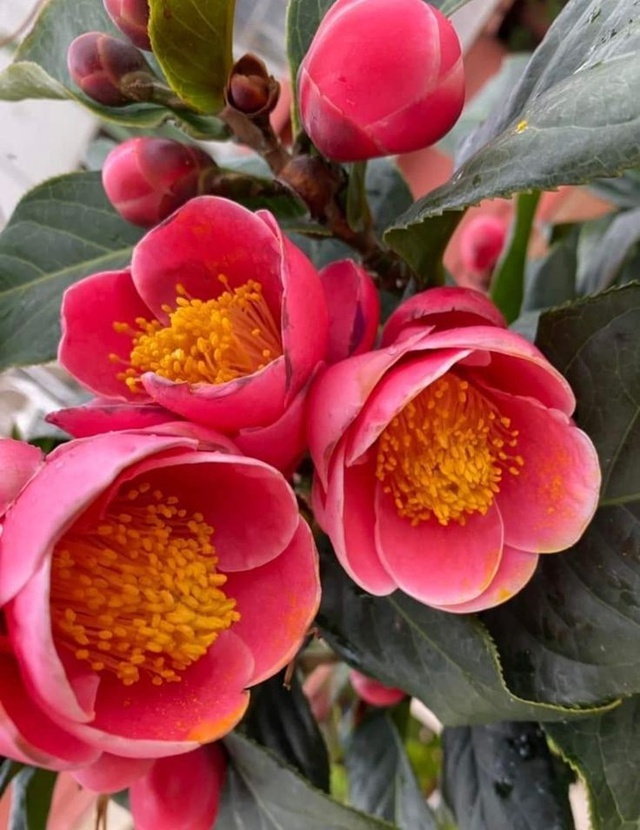 4 c&acirc;y trồng trước cửa "h&uacute;t t&agrave;i lộc" mạnh hơn cả kim tiền, nh&agrave; gi&agrave;u Trung Quốc &acirc;m thầm trồng từ l&acirc;u- Ảnh 8.