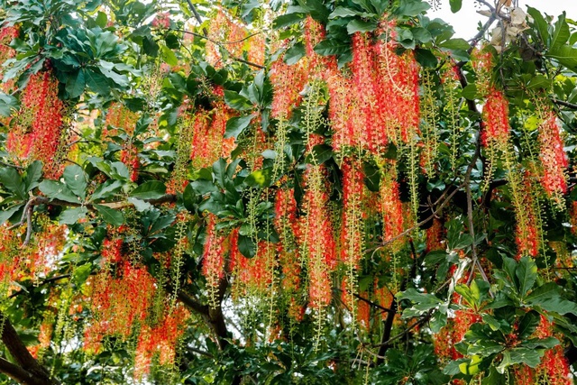 5 lo&agrave;i c&acirc;y sống l&acirc;u hơn cả người, c&agrave;ng gi&agrave; c&agrave;ng lộ ra sự qu&yacute; gi&aacute;, bảo vệ gia đ&igrave;nh, giữ lộc 3 đời con ch&aacute;u- Ảnh 3.