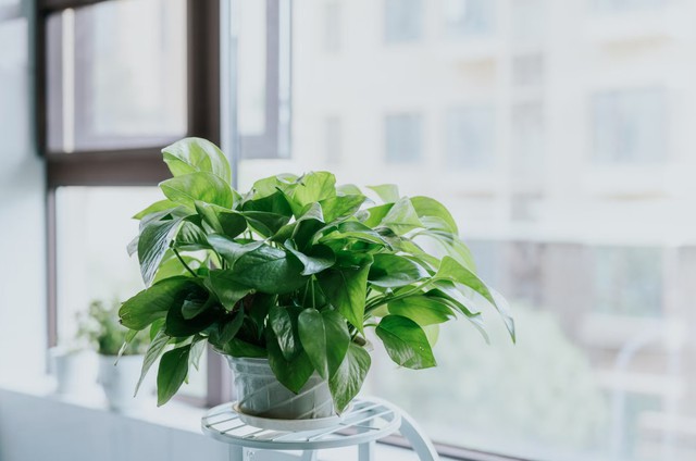 3 loại c&acirc;y đặc biệt hợp với tuổi 30+: Biết trồng th&igrave; khỏe l&ecirc;n thấy r&otilde; - Ảnh 2.