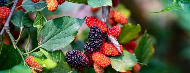 3 loại c&acirc;y người tr&ecirc;n 40 tuổi kh&ocirc;ng n&ecirc;n trồng: Đừng để &ldquo;rước họa v&agrave;o nh&agrave;&rdquo; - Ảnh 1.