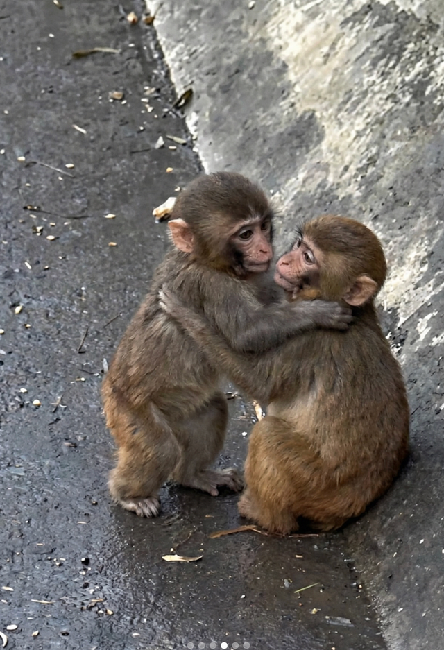 Đừng bao giờ tuyệt vọng: "Ch&uacute; khỉ c&ocirc; độc nhất thế giới" Punch vừa c&oacute; bạn g&aacute;i! - Ảnh 2.