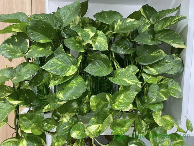 7 loại cây đặt đúng chỗ là "kéo tiền về": Nhiều người trồng sai nên không giàu lên được - Ảnh 3.