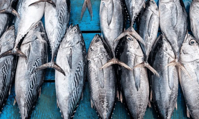 Loại c&aacute; người Việt thường xuy&ecirc;n ăn được v&iacute; như "v&agrave;ng mềm của biển cả", gi&agrave;u omega-3 gi&uacute;p bồi bổ tim mạch, tốt cho n&atilde;o bộ v&agrave; cơ bắp - Ảnh 2.