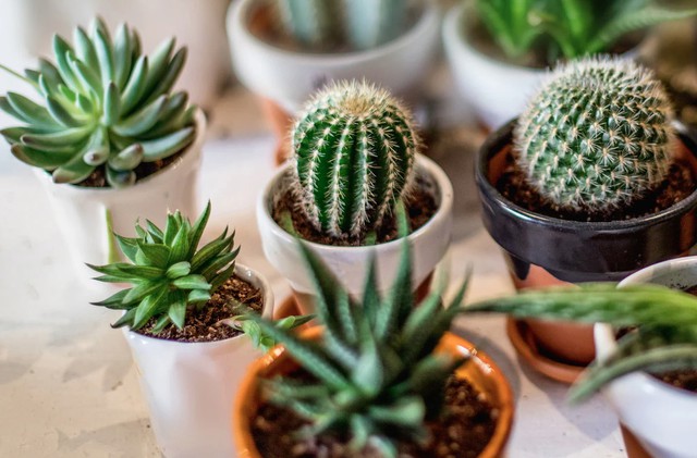 3 loại c&acirc;y người tr&ecirc;n 40 tuổi kh&ocirc;ng n&ecirc;n trồng: Đừng để &ldquo;rước họa v&agrave;o nh&agrave;&rdquo; - Ảnh 3.