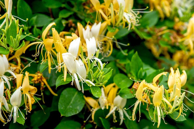 3 loại c&acirc;y "h&uacute;t" vượng kh&iacute; n&ecirc;n trồng trước cổng nh&agrave;- Ảnh 1.