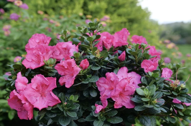 Loại cây nên trồng ngay bây giờ: Đẹp thanh lịch, ấn tượng "suốt đời"- Ảnh 1. Loại cây nên trồng ngay bây giờ: Đẹp thanh lịch, ấn tượng "suốt đời"- Ảnh 1.