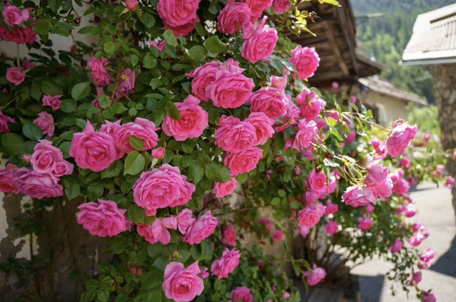 Loại cây nên trồng ngay bây giờ: Đẹp thanh lịch, ấn tượng "suốt đời"- Ảnh 2. Loại cây nên trồng ngay bây giờ: Đẹp thanh lịch, ấn tượng "suốt đời"- Ảnh 2.