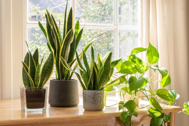3 loại c&acirc;y đừng đặt trong ph&ograve;ng, dễ "hao t&agrave;i n&ecirc;n c&acirc;n nhắc - Ảnh 1.