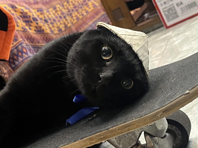 Sốc ch&uacute; m&egrave;o đen lướt s&oacute;ng ở Nha Trang l&agrave;m khối anh em ngậm ng&ugrave;i nhận thua - Ảnh 3.