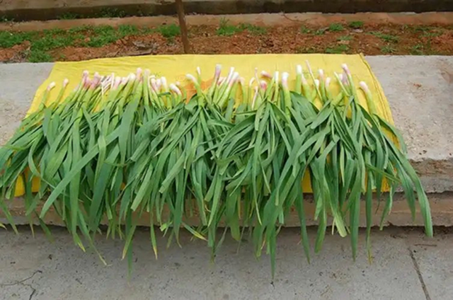 Đi chợ thấy 7 loại rau này phải mua ngay, cực ít thuốc trừ sâu, giá bao nhiêu cũng đáng tiền - Ảnh 1.