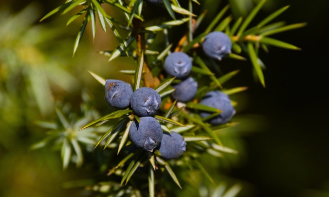 3 loại c&acirc;y đừng đặt tại ph&ograve;ng kh&aacute;ch- Ảnh 1.