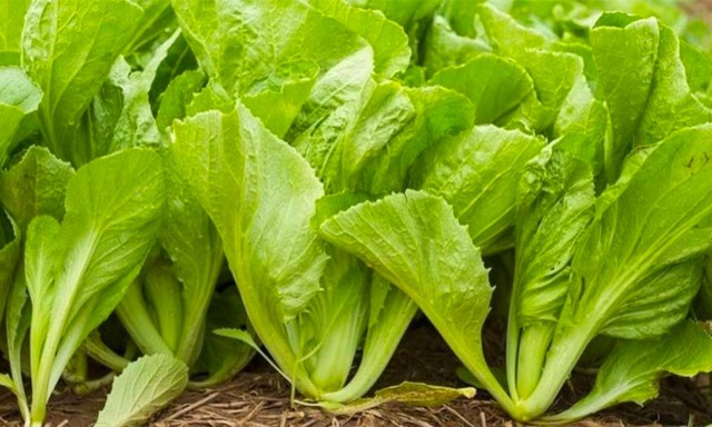 5 loại rau nhiều canxi hơn sữa, b&aacute;n la liệt ở chợ Việt- Ảnh 6.