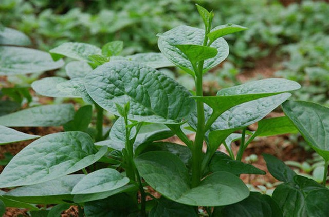 5 loại rau nhiều canxi hơn sữa, b&aacute;n la liệt ở chợ Việt- Ảnh 5.