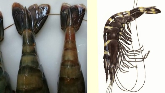 Cao thủ ẩm thực chỉ c&aacute;ch chọn t&ocirc;m tươi: Chỉ cần nh&igrave;n m&agrave;u v&agrave; đu&ocirc;i l&agrave; biết- Ảnh 3.