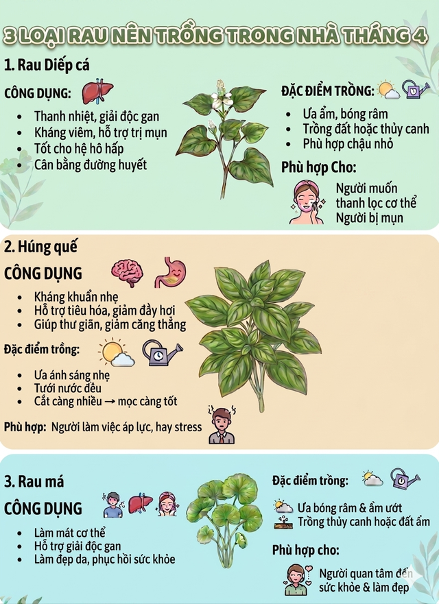 3 loại rau n&ecirc;n trồng trong nh&agrave; th&aacute;ng 4 - Ảnh 1.
