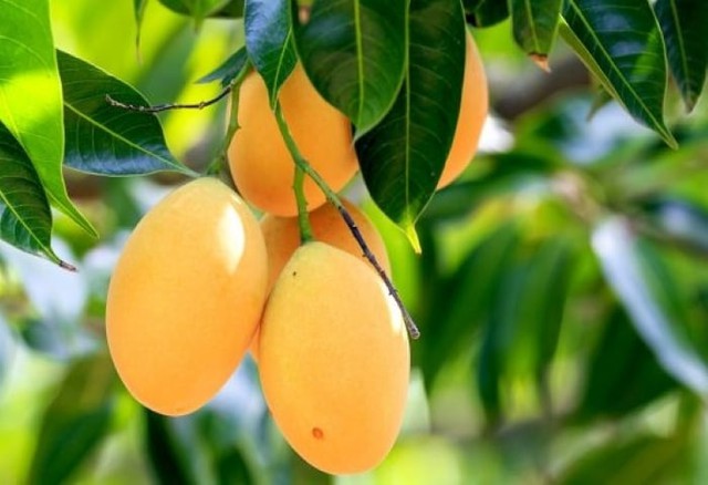 3 loại c&acirc;y ăn quả kh&ocirc;ng n&ecirc;n trồng trước nh&agrave;: "Cản" phong thủy, &acirc;m thầm g&acirc;y hại sức khỏe - Ảnh 1.
