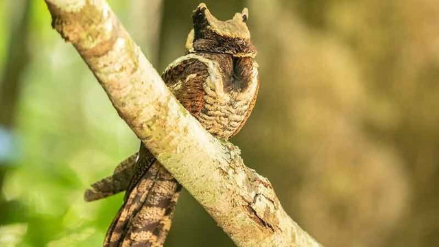 Bất ngờ: Sinh vật hiếm khổng lồ vừa "t&aacute;i xuất" lần đầu ti&ecirc;n sau 30 năm- Ảnh 1.