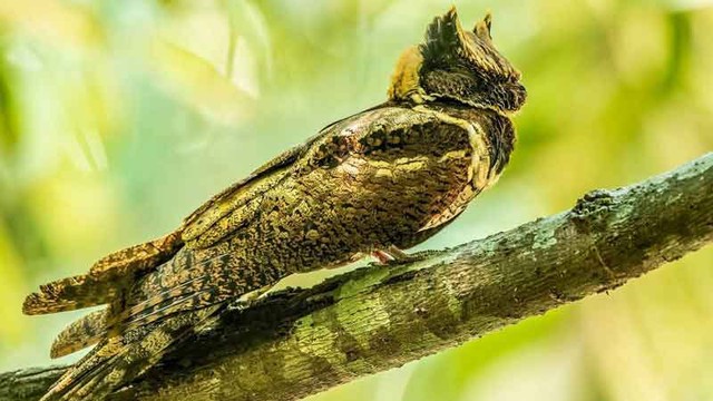 Bất ngờ: Sinh vật hiếm khổng lồ vừa "t&aacute;i xuất" lần đầu ti&ecirc;n sau 30 năm- Ảnh 2.