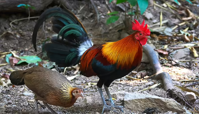 Con g&agrave; hay quả trứng c&oacute; trước?- Ảnh 2.