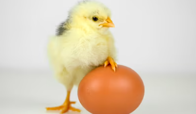 Con g&agrave; hay quả trứng c&oacute; trước?- Ảnh 3.