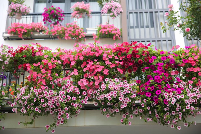 5 loại hoa n&ecirc;n trồng ngay trong th&aacute;ng 4: C&oacute; 1 c&acirc;y cũng tốt đủ đường - Ảnh 2.