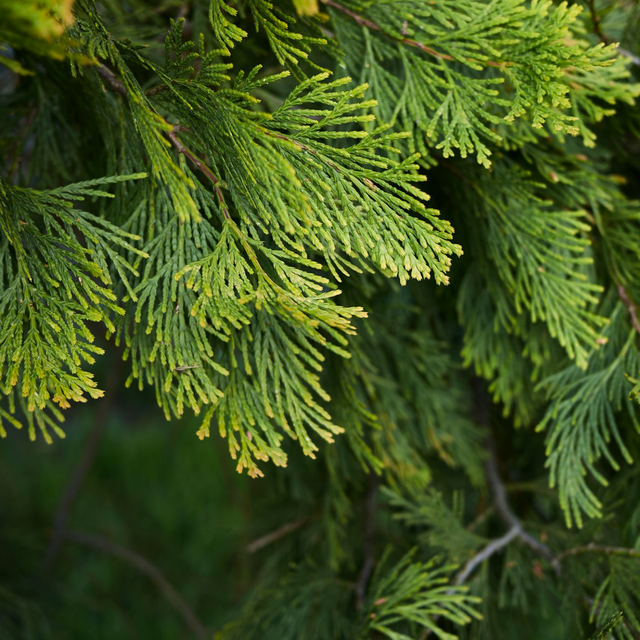 4 loại c&acirc;y chớ n&ecirc;n trồng trong s&acirc;n nh&agrave; - Ảnh 4.