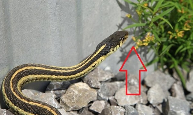 5 "khắc tinh" của lo&agrave;i rắn, khiến ch&uacute;ng sợ run bần bật- Ảnh 1.