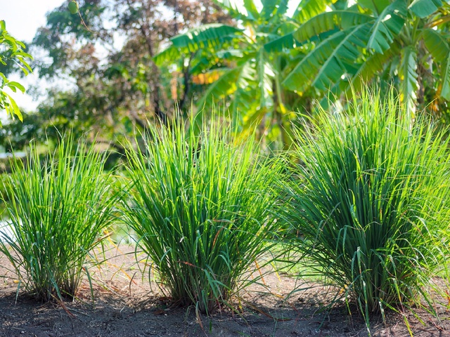 4 m&ugrave;i hương đuổi rắn chạy mất dạng - Ảnh 1.